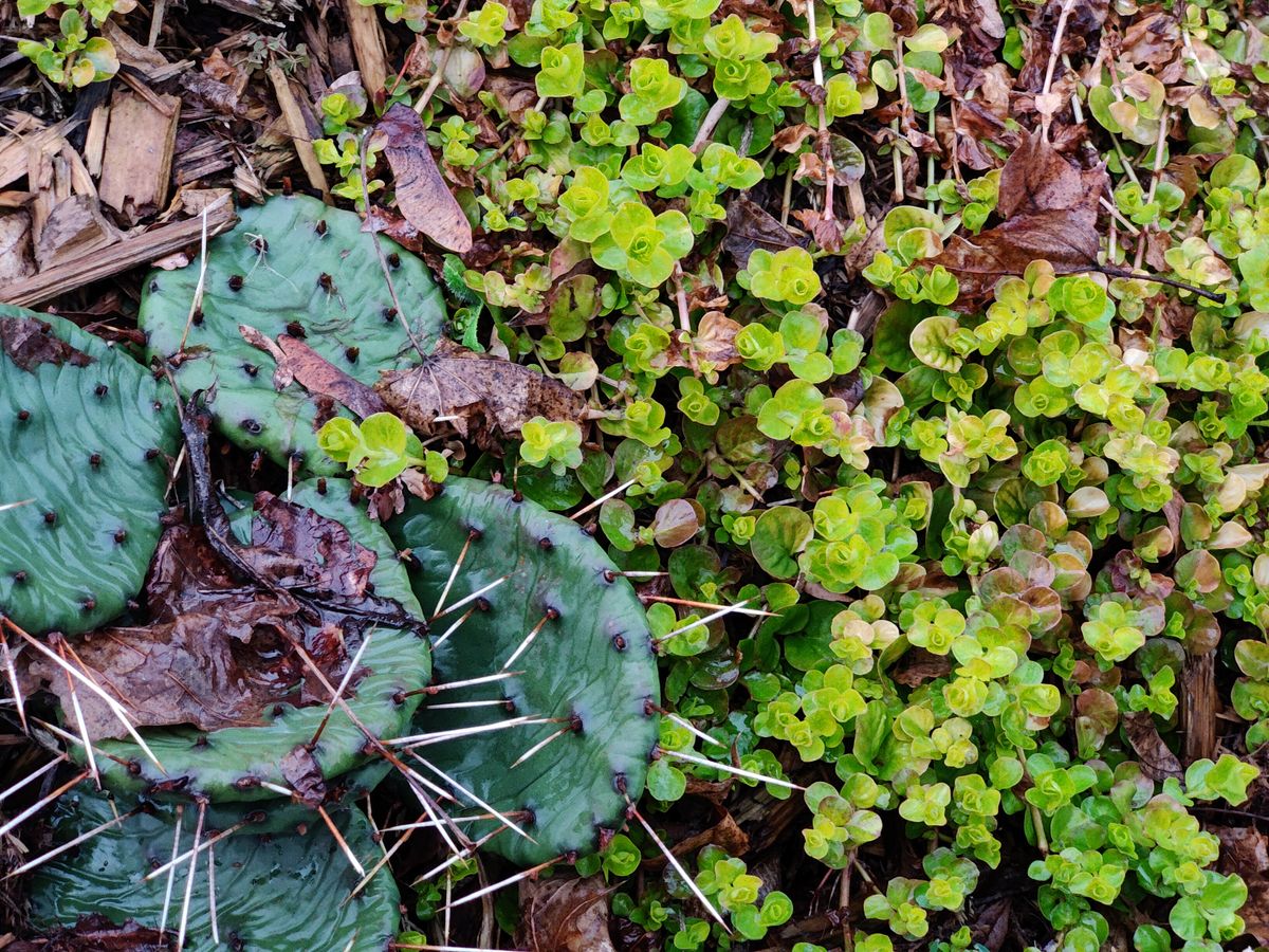 Camera samples from OnePlus 9 Pro
