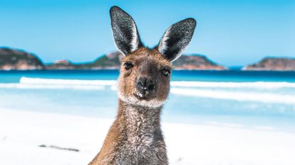A kangaroo on abeach © Alamy