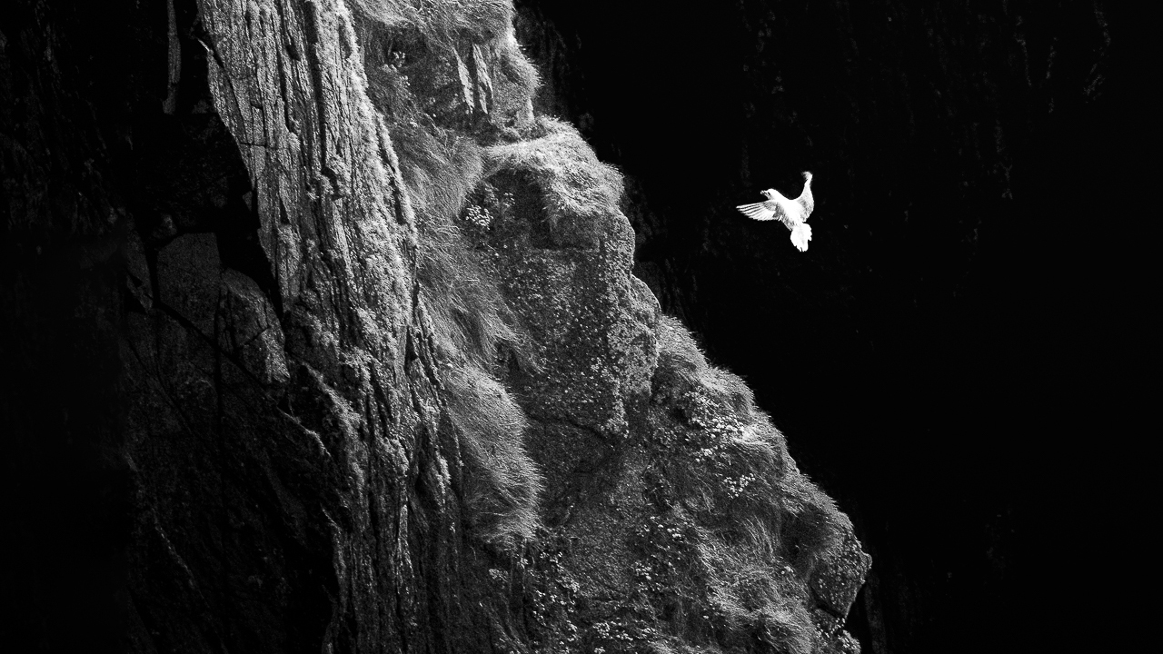 A white bird glides near a steep, rocky cliff covered in patches of grass, set against a deep black background