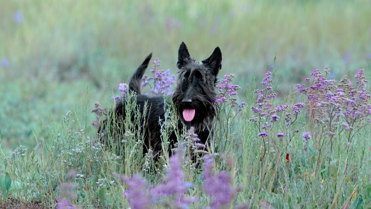 Scottish terrier