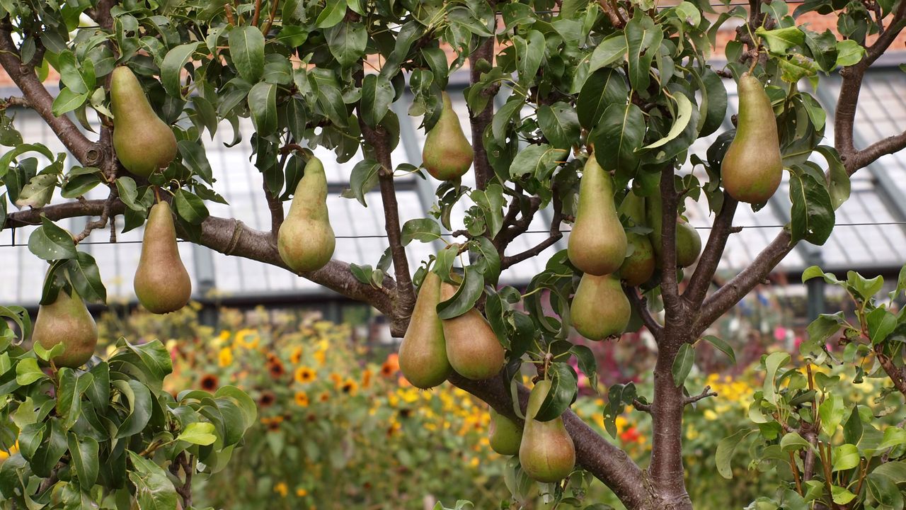 Pear tree bearing fruit