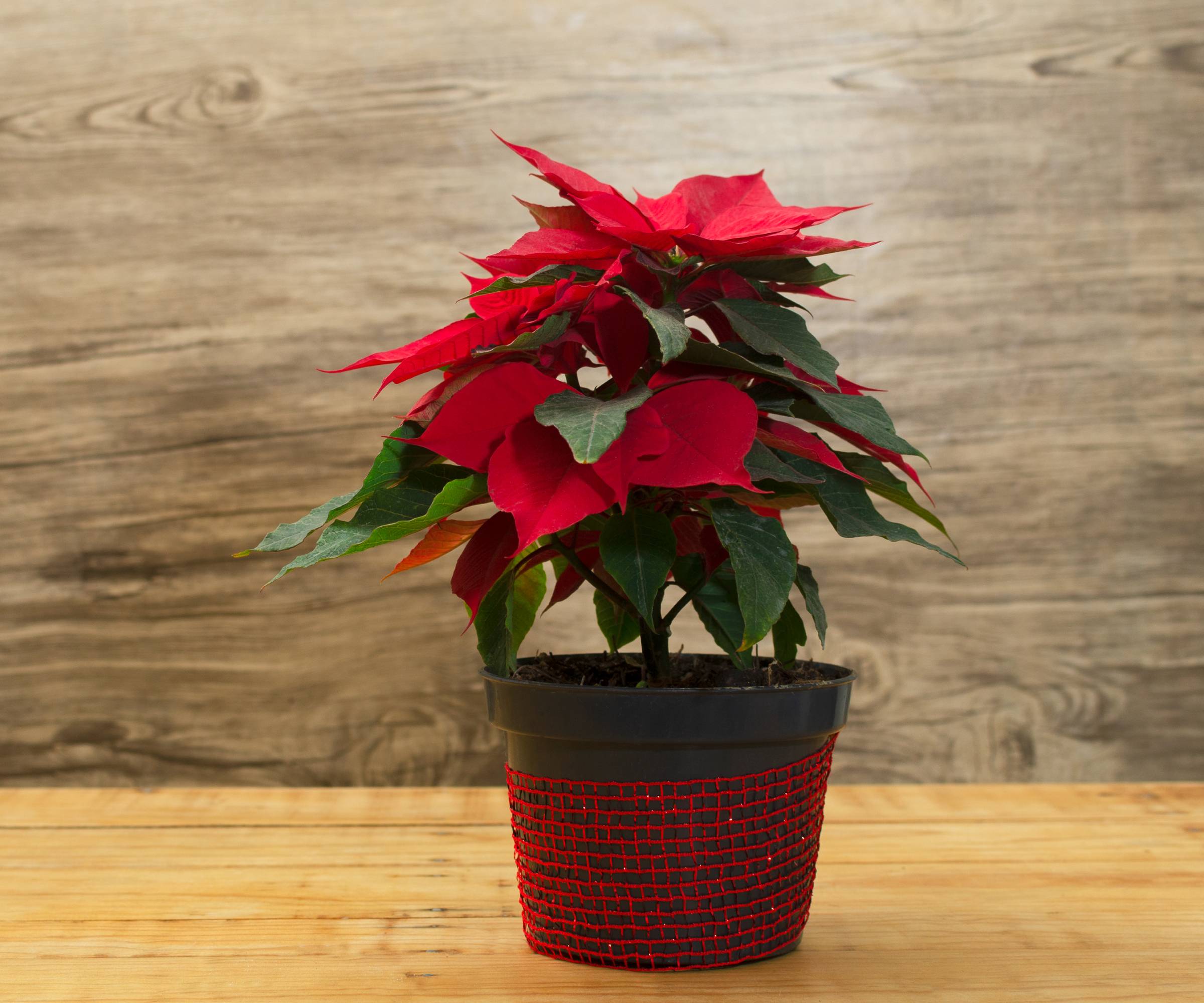 Potted poinsettia on wood