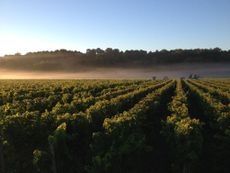 Bordeaux 2013 campaign