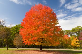 Autumnal Sugar Maple Tree