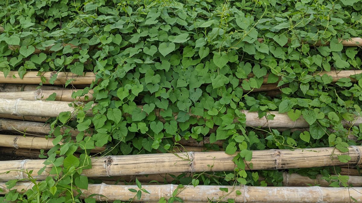 How much does Japanese knotweed removal cost?