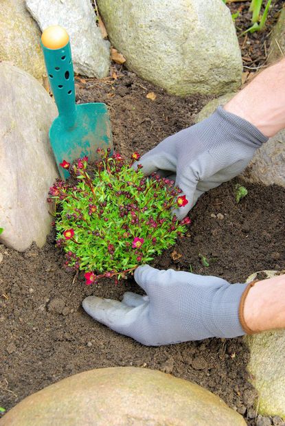 Person With Gardening Gloves Planting Flowers In Soil