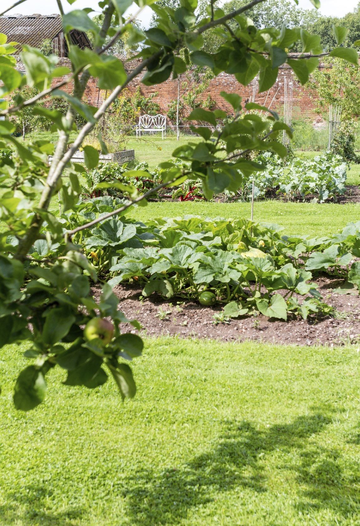 Green Area With Trees And Vegetable Garden Beds