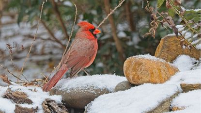 Northern cardinal in winter garden