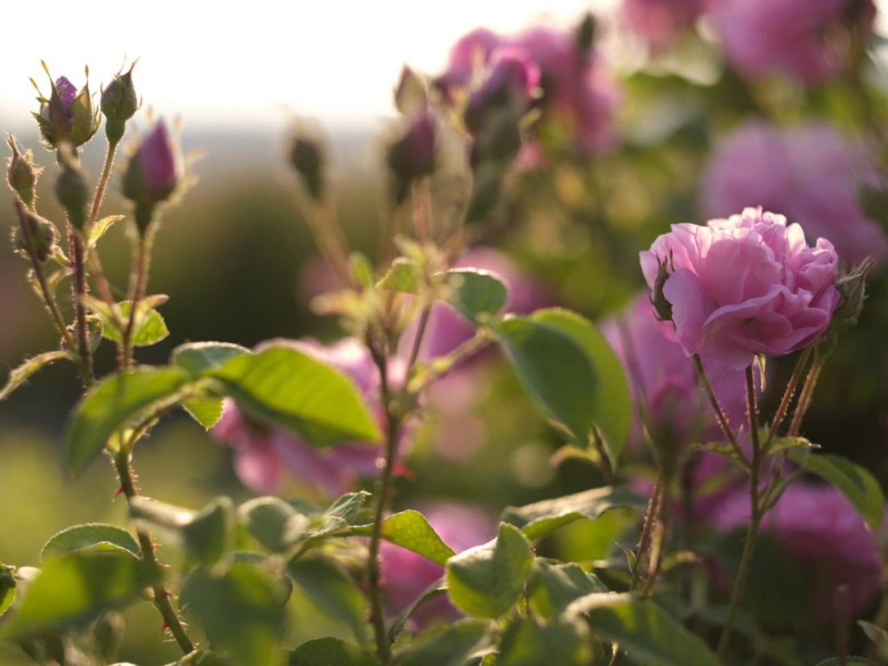 Pink Rose Bush