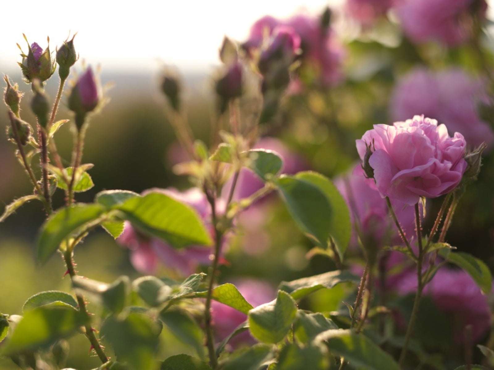 9 Reasons Roses Drop Their Flowers