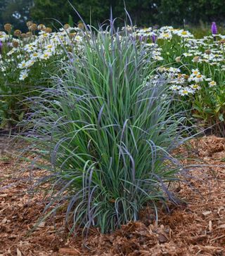 Schizachyrium Scoparium 'Twilight Zone' ornamental grass