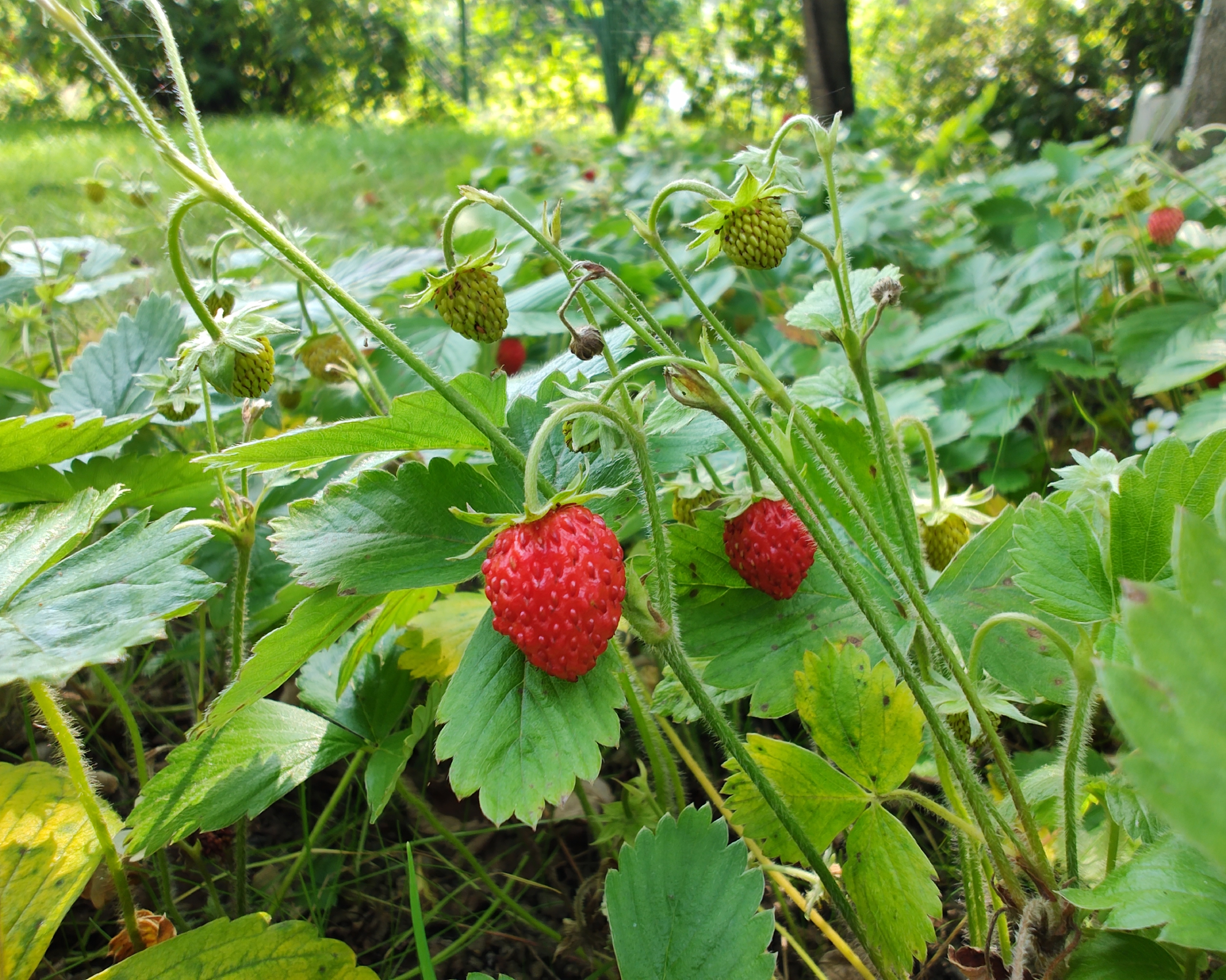 Strawberries grow in food forest garden