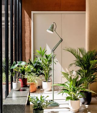 green lamp pictured against green plants by a window