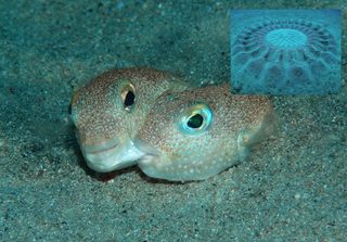 The male of this pufferfish species (shown biting the cheek of a female) creates elaborate circles (inset) in the sandy seafloor to attract mates.