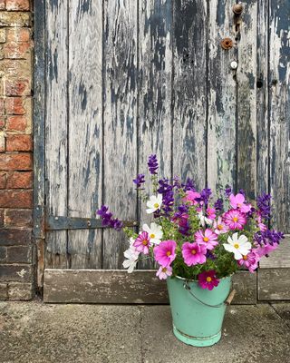 A green bucket with pink and white cosmos growing in it in front of a wooden door