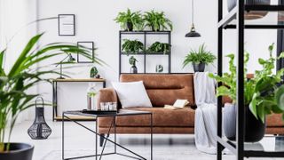 Plants in living room