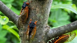 cicadas on a tree with green leaves