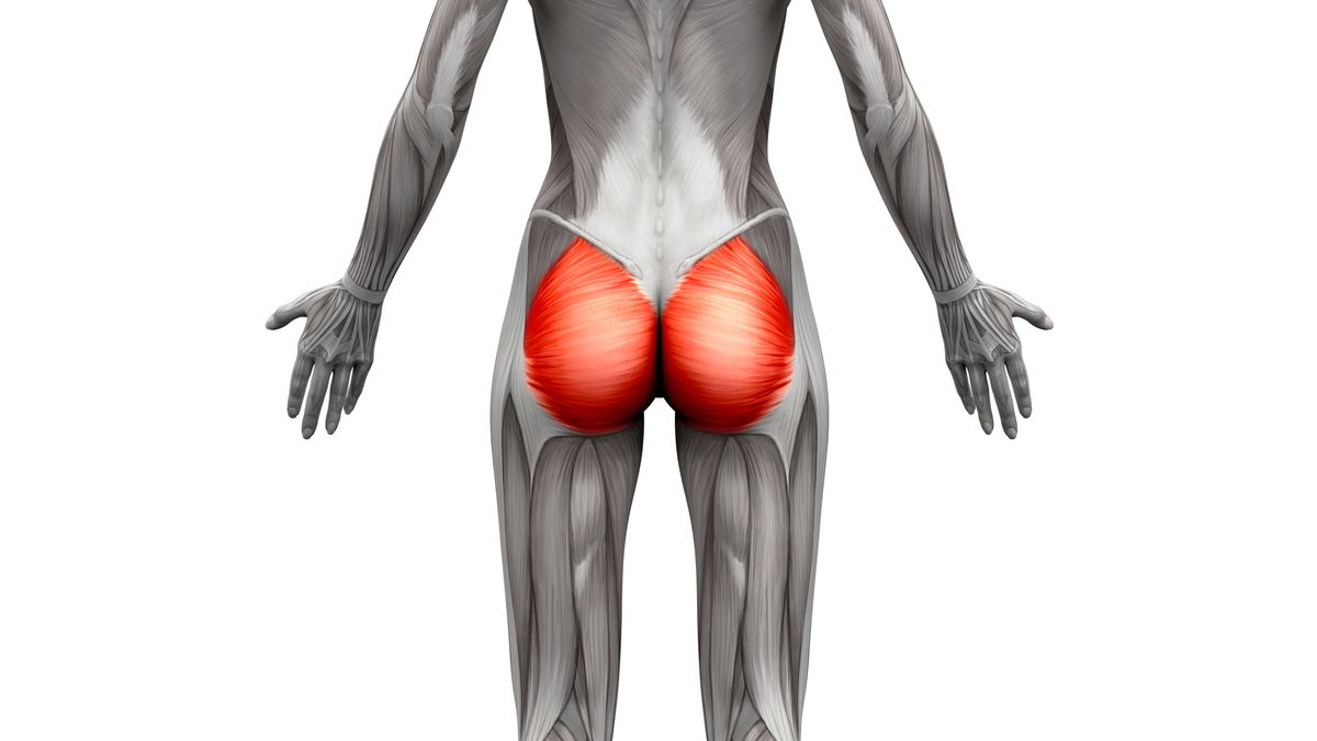 glute-muscles-what-they-are-and-how-to-make-them-stronger