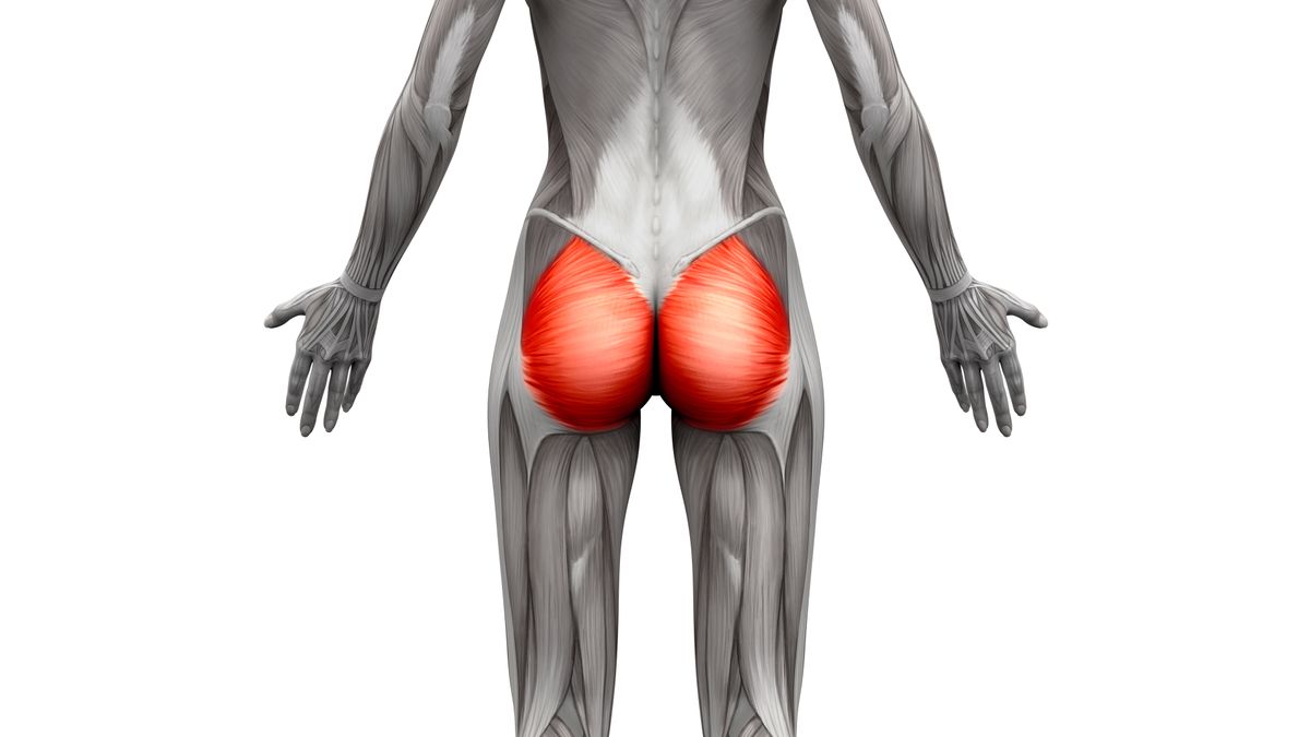 Glute Muscles - How can you get Stronger Buttocks Muscles