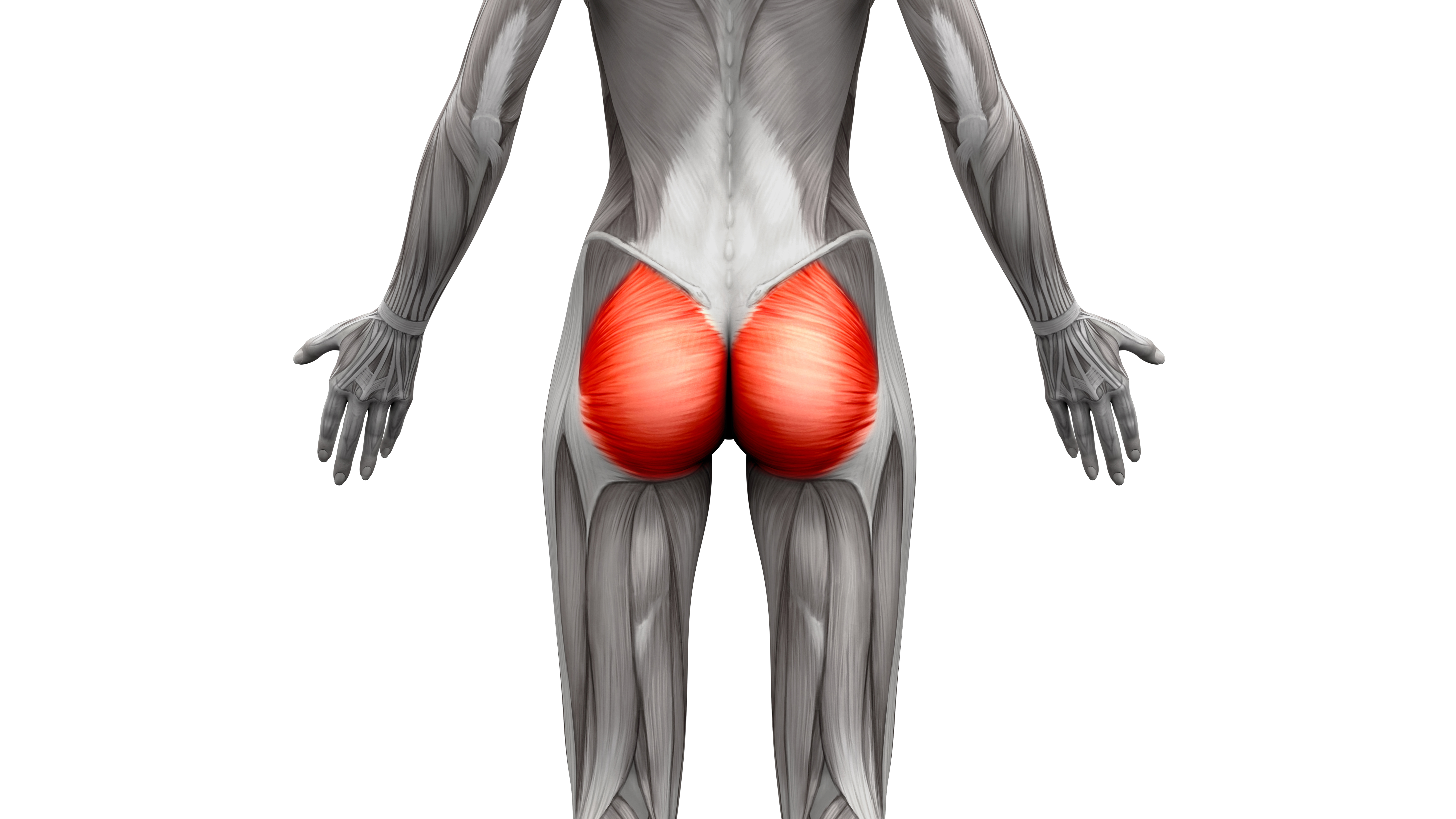 gluteus muscles diagram