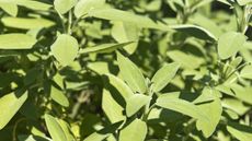 Sage, or Salvia officinalis, with green, lush leaves in a sunny garden border