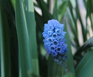 Grape hyacinth 'Valerie Finnis' with pale blue blooms in a garden