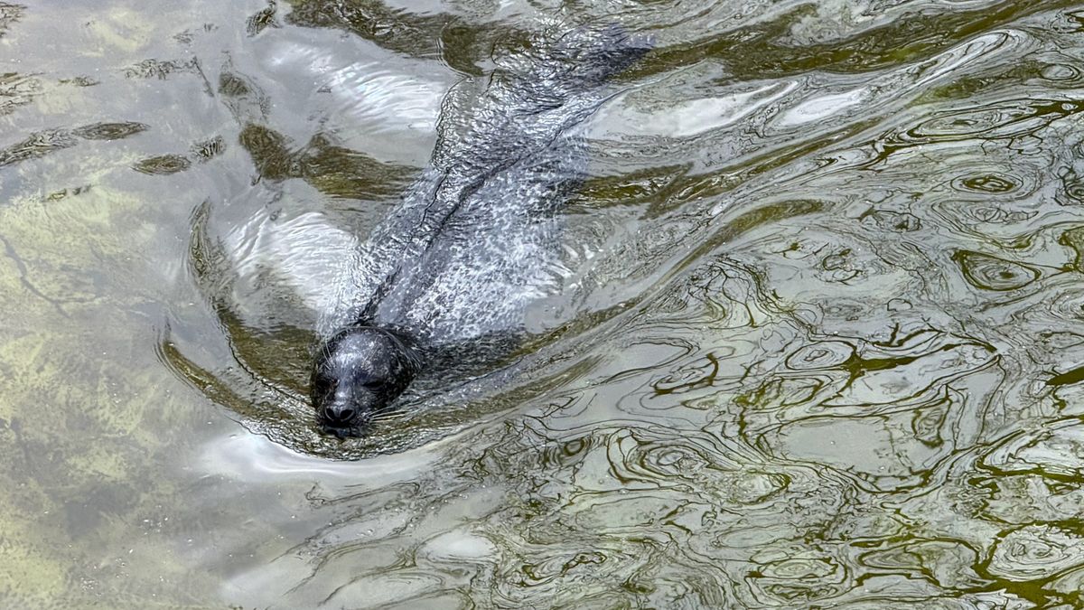 A selection of photos of animals taken at Berlin Zoo on the iPhone 16 Pro Max and Samsung Galaxy S25 Ultra
