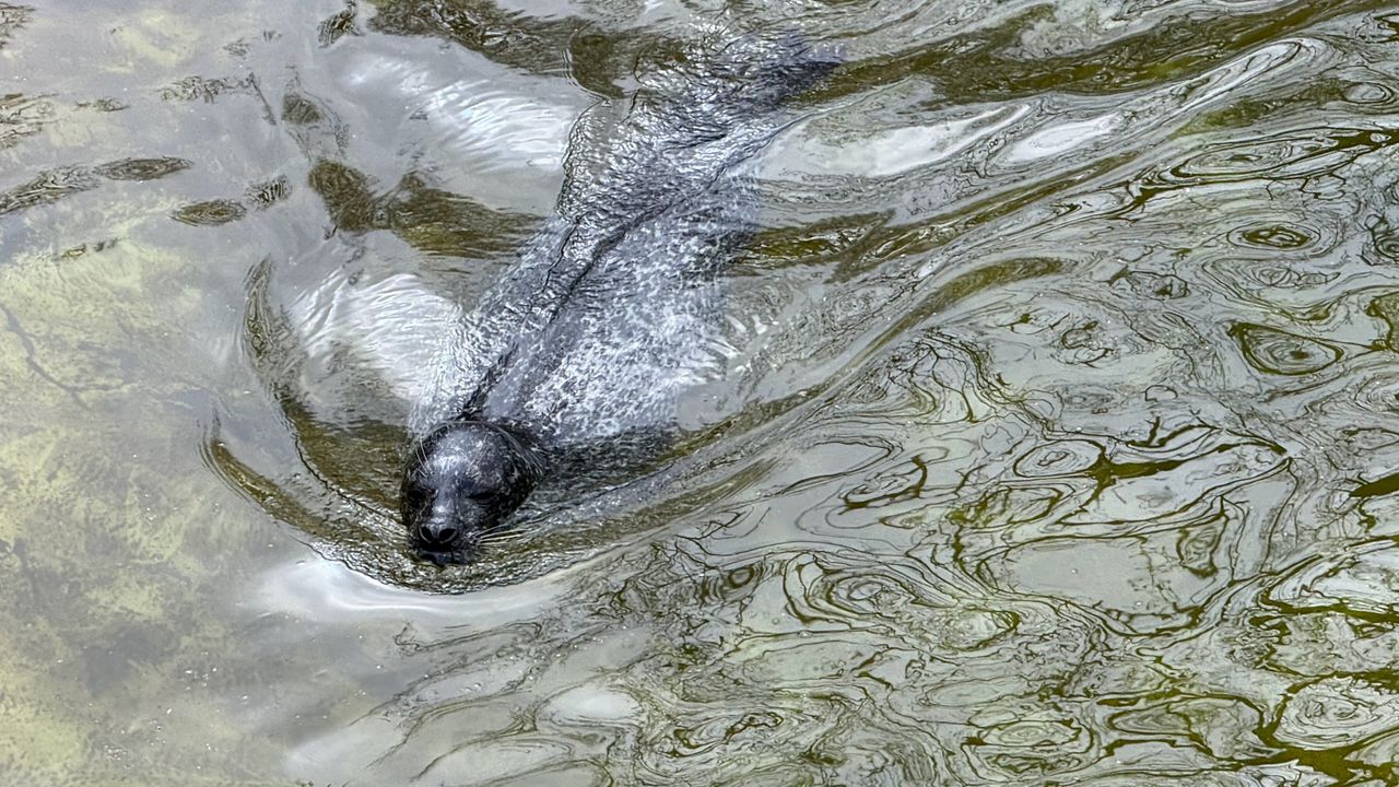A selection of photos of animals taken at Berlin Zoo on the iPhone 16 Pro Max and Samsung Galaxy S25 Ultra