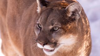 Close-up of mountain lion in snowy weather