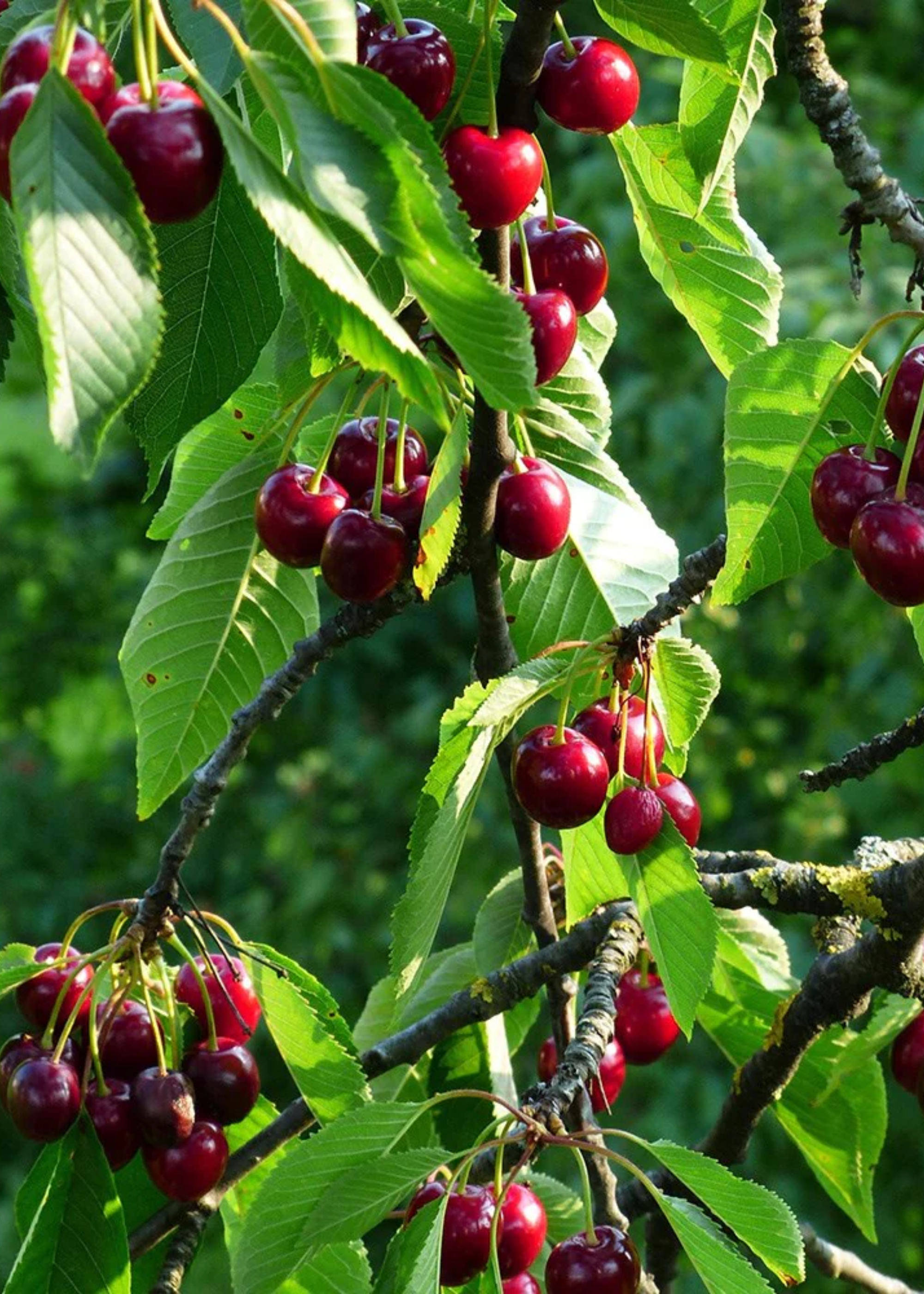 A close-up of a cherry tree