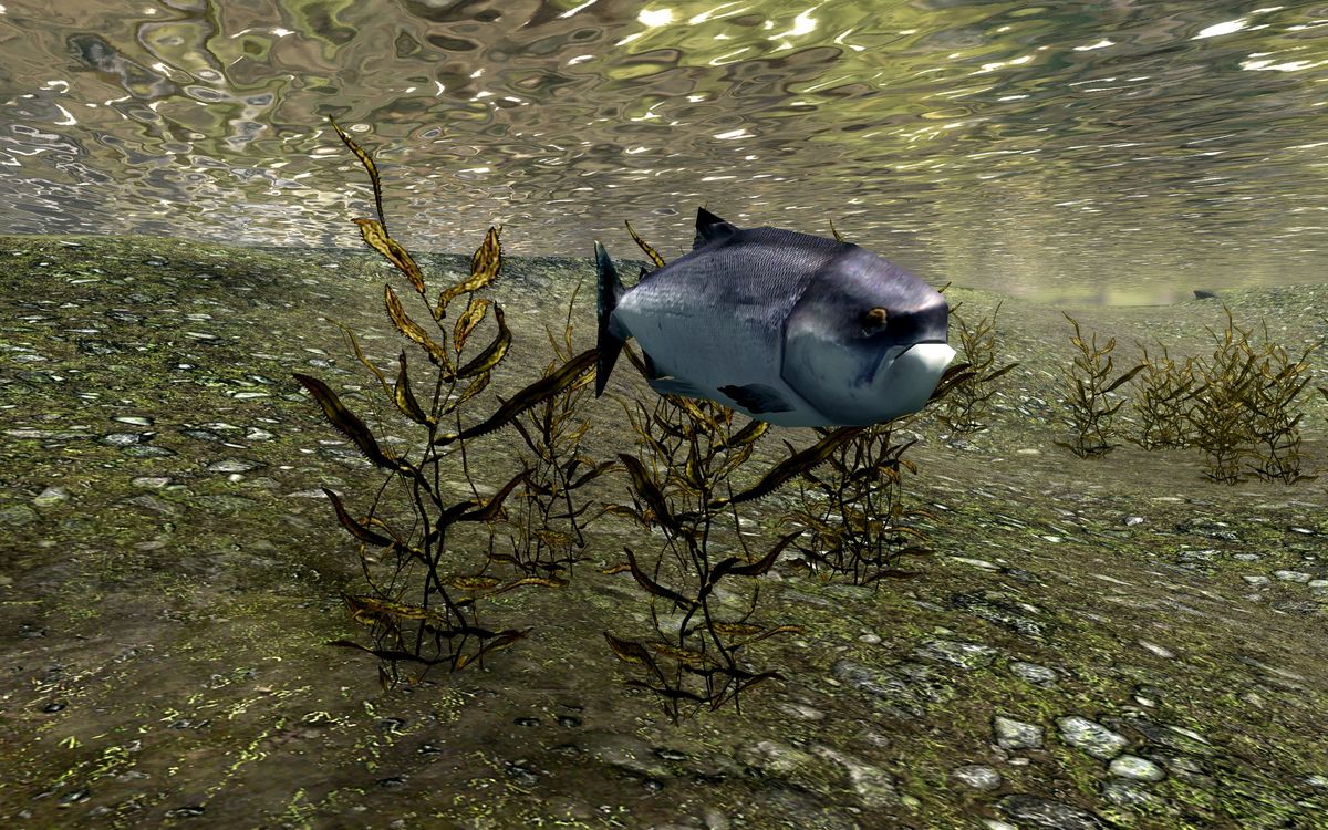 A fish swims past some weeds