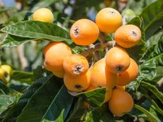 A Loquat Tree With Fruit