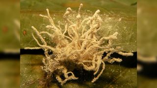 A photograph of zombie-spider fungus emerging from a dead spider.