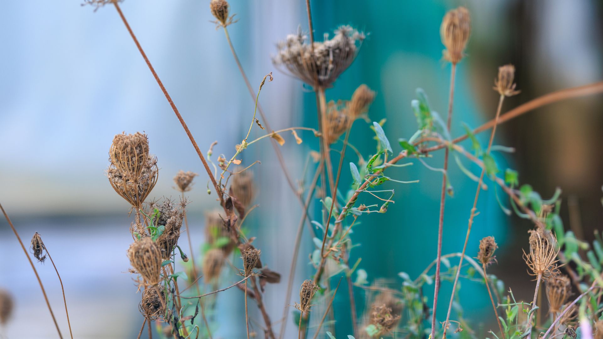 picture of spent wildflowers dried and withered