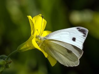 GuruShots - Macro Moments