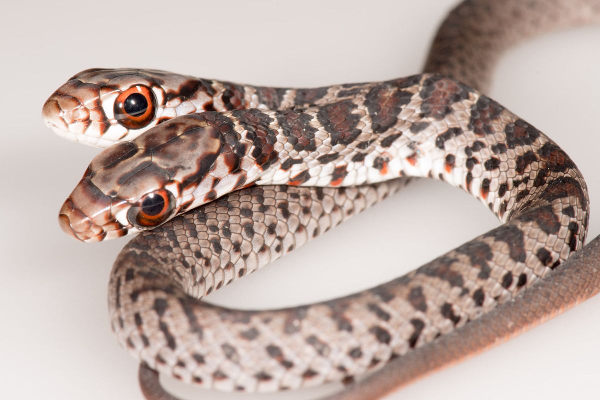 Rare 2 Headed Snake Discovered By Florida House Cat Live Science