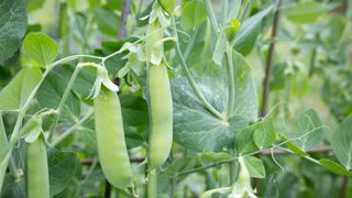 Sugar snap pea with flowers