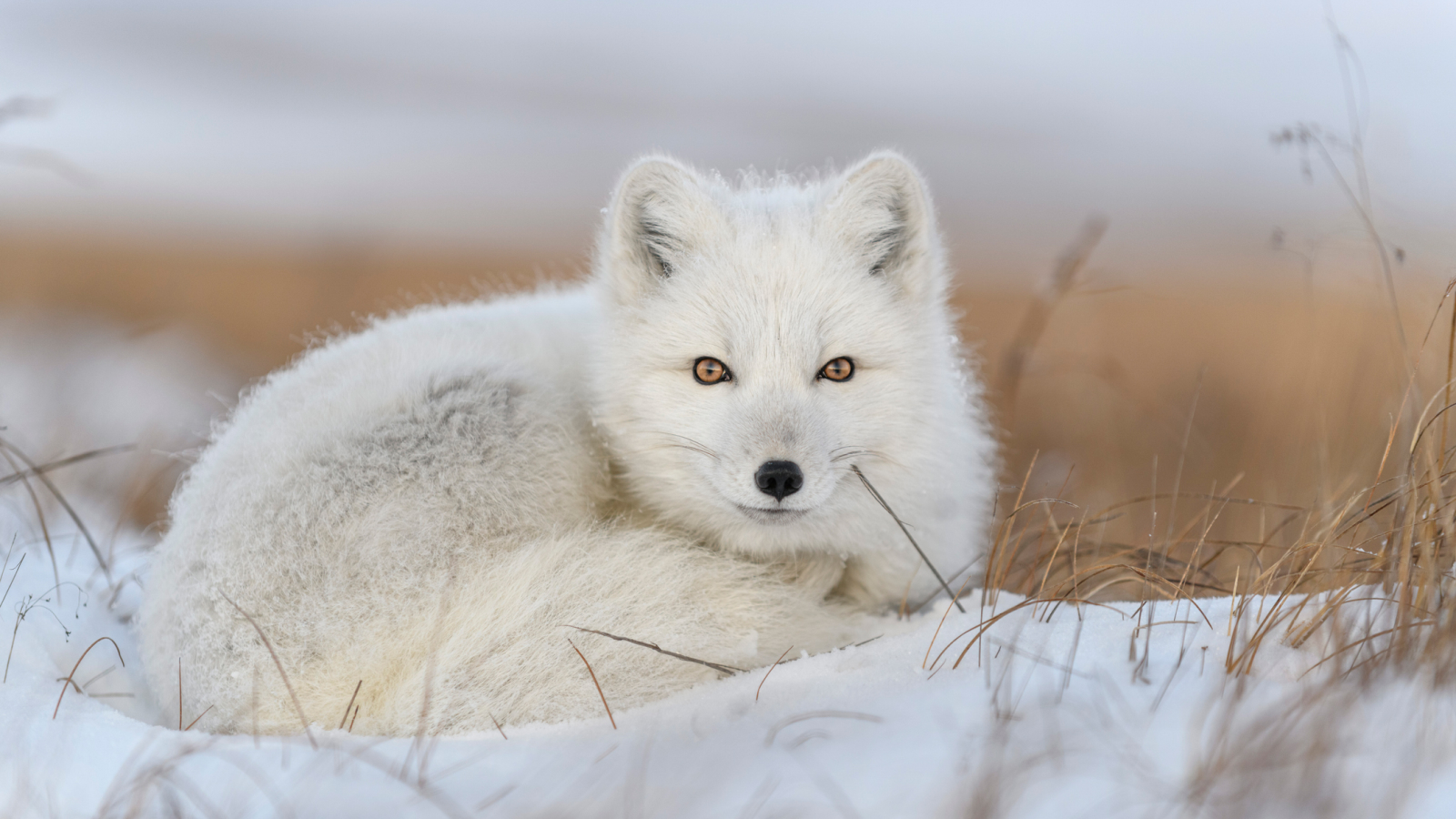 A white arctic fox laying on the snow