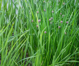 The green leaves of chives growing in a kitchen garden