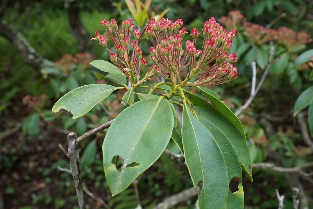 What’s Wrong With My Mountain Laurel – Troubleshooting Mountain Laurel ...