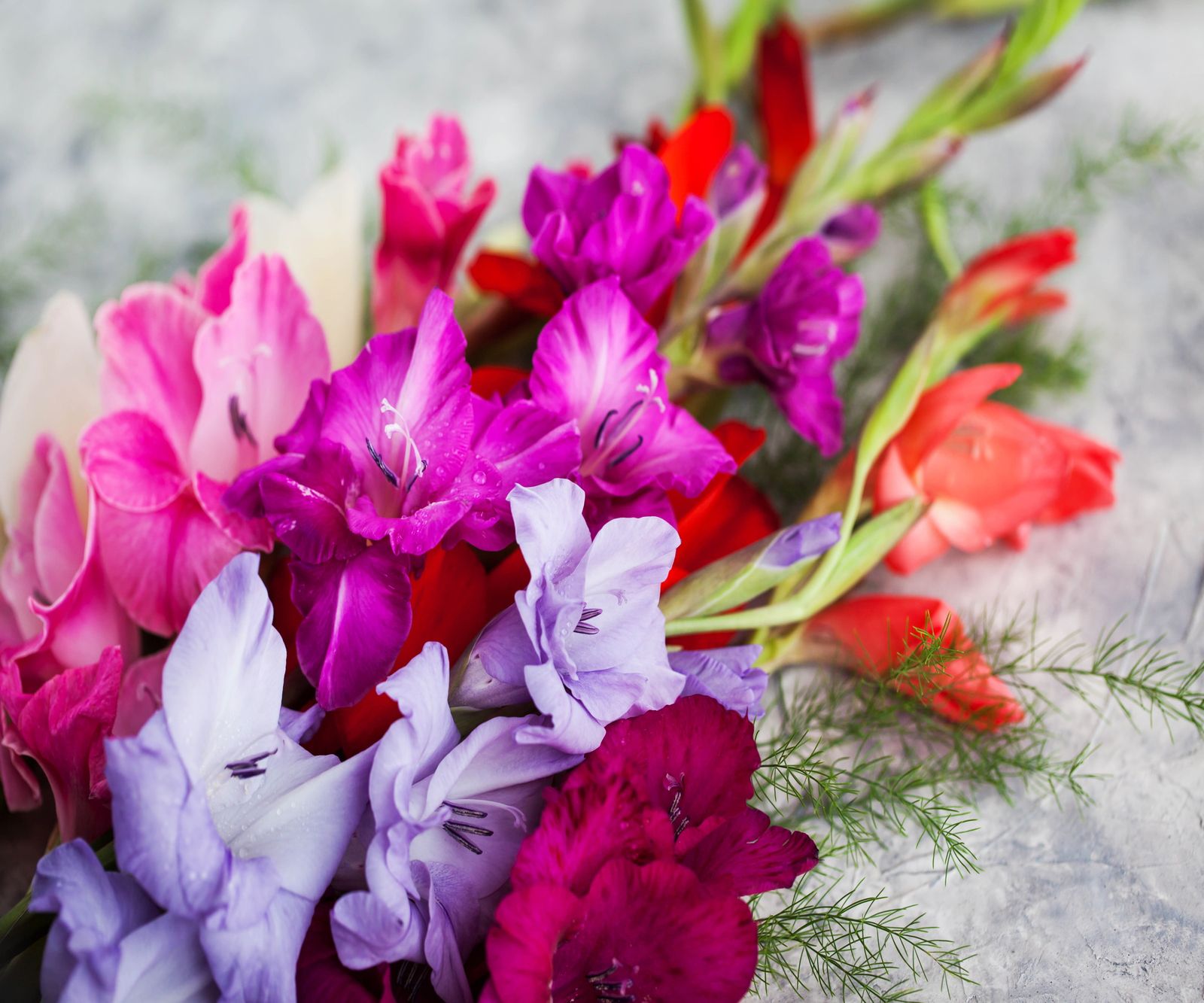 When to cut back gladiolus: signs to look for and when not to | Homes ...