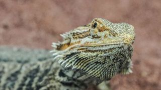 Bearded dragon