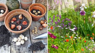 Compilation images of planting bulbs and an end result of. flower bed with flowers from bulbs