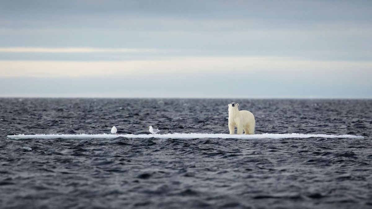 Heartbreaking polar bear shot highlights science photographer of the year