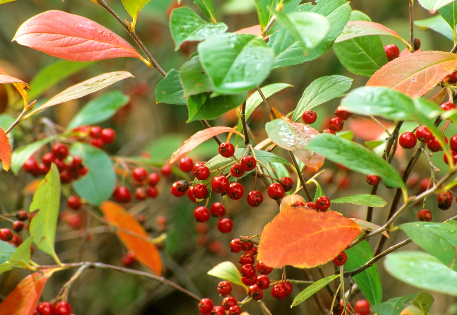 Trees with red berries: our favorite red berry trees | Homes and Gardens