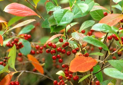 Trees with red berries: our favorite red berry trees | Homes and Gardens