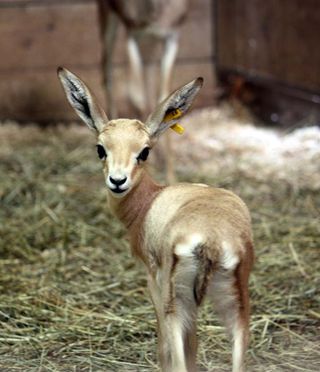 Baby Gazelle