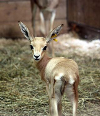 A baby gazelle