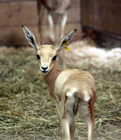 Gazelles Facts Pictures Live Science