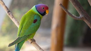 Plum-Headed Parakeet